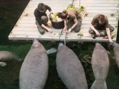 Wegetarianie generują „paragony grozy”. Zaglądamy do kuchni wrocławskiego zoo