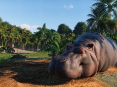 Kolumbia planuje wystrzelenie hipopotama wprowadzonych do kraju przez Pablo Escobara