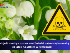 Chciał zjeść modny czosnek niedźwiedzi, zatruł się konwalią. 38-latek na SOR-ze w Rzeszowie!