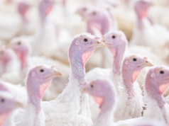 W kilka dni 10 nowych ognisk grypy ptaków. Zagrożone już nie tylko Mazowsze