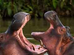 Chcą zabić hipopotamy Escobara. Pojawiło się zaskakujące wyjście