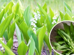 Rzeszowianin kupił na targu "czosnek niedźwiedzi". Zaraz potem trafił do szpitala
