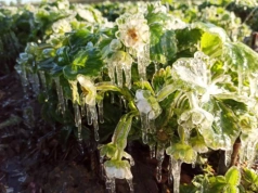 Alarm po przymrozkach. Rolnicy apelują o pomoc