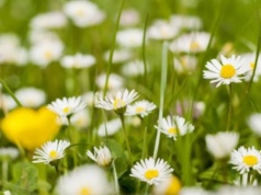 Powiat Ząbkowicki. Majówka pełna wydarzeń. Koncerty, pikniki i patriotyczne uroczystości