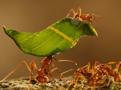 Naukowcy dali mrówkom i ludziom to samo zadanie. Wnioski zaskakują