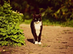 Koty wychodzące są nosicielami groźnych patogenów