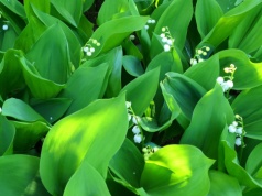 Fatalna pomyłka na targowisku. 38-latek trafił do szpitala, miasto zapowiada kontrole