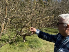 Rekordowe straty. Sadownicy i plantatorzy walczą ze skutkami przymrozków