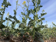 W skupach wzrosty cen. Pszenica nawet po 820 zł, rzepak 2300 zł/t