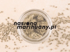 Konopie automatyczne: fakty, mity i kluczowe różnice