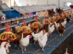Polska wybija fermy drobiu. Rząd robi miejsce dla jaj z Ukrainy i Mercosur