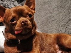 Mamy brakujące ogniwo między psami i wilkami. Oto "protopsy"