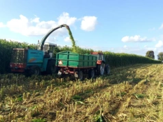 Co siać w maju lub czerwcu na zielonkę i kiszonkę dla bydła?