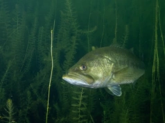 Wędkarz złowił bassa, który dławił się... innym bassem. Jest nagranie
