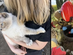 Lila zapadła się pod ziemię. Bez strażaków byłoby po kocie