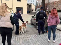 Zielona Góra. Bulwersujące zdarzenie. Pies zamknięty w nagrzanym samochodzie, policjant wybił szybę (ZDJĘCIA CZYTELNIKA)