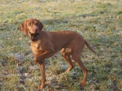 Pies ugryzł ją na Moście Poniatowskiego. Nie ma roszczeń, tylko jedną prośbę