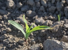 Przymrozki w kukurydzy: jak pomóc roślinom po zimnych nocach?