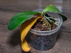 Wlej do doniczki. Storczyk wypuści dziesiątki pąków