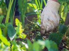 Nie potrzebujesz chemii ani oprysków. Posmaruj tym pień drzewa, a mszyce szybko znikną.
