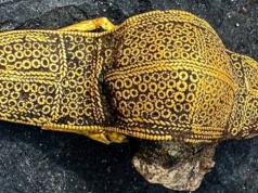 Poszukiwacz amator odkrył złoty relikt. To skarb sprzed 1500 lat