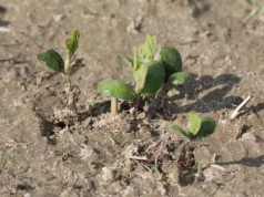 10% wilgotności gleby w Polsce. IUNG alarmuje o suszy