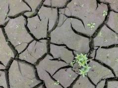 Polska od dwóch miesięcy wysycha, a maj nie przyniesie poprawy. "W wielu regionach sytuacja jest dramatyczna"