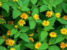 Ten balkonowy hit przyciąga spojrzenia z ulicy. Posadź raz i patrz jak rośnie. Daje efekt wow