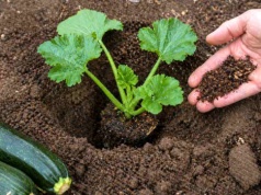 Koniec z małymi cukiniami. Wsyp to do dołka, a urosną giganty