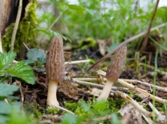 Ekologia. Bez. Ogródek. Sezon na smardze