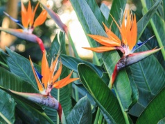 Rajski kwiat w domu. Jak pielęgnować strelicję krok po kroku, aby pięknie kwitła