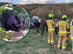 Wstrząsające szczegóły po ataku niedźwiedzia. "Musiał ją szybko zabić, bo nie krzyczała"