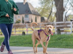 UE zatwierdziła nowe obowiązki dla właścicieli psów i kotów. Zmiany obejmą wszystkich