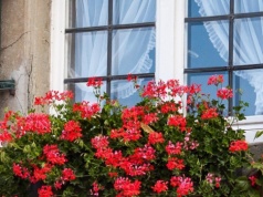 Już nie pelargonie. Teraz te rośliny balkonowe sadzimy najchętniej