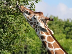Nowe godziny otwarcia Śląskiego ZOO. Ogród będzie czynny przez całą majówkę