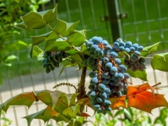 Wiele osób robi to źle i traci plony. Posadź ją w tym miejscu, a odwdzięczy się owocami