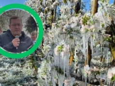 Rolnicy po przymrozkach liczą dramatyczne straty. Minister zapowiada pomoc i pilne komisje
