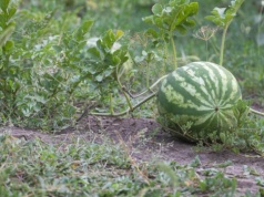 Zamiast kupować, posadź w ogrodzie. Niewiele osób wie, że ten owoc można wyhodować też u nas