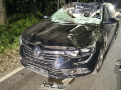 Zderzenie auta z łosiem. 11-letnia pasażerka w ciężkim stanie
