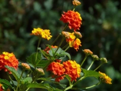 Zapomnij o pelargoniach. Ta roślina robi większe wrażenie i kwitnie bez przerwy