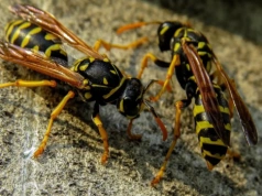 Osy znikają w kilka minut. Ten zapach działa jak naturalna bariera nie do przejścia