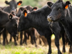 Wołowy gigant wyprzedaje majątek. Do nabycia blisko 6 tys. hektarów i 80 tys. sztuk bydła
