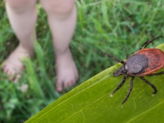 Kleszcze nie znoszą zapachu czterech roślin. Warto posadzić w ogrodzie