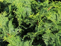 Tuje odchodzą do lamusa. Ten żywopłot lepiej znosi upały i rośnie gęstszy