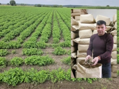 Uprawa ziół na 25 ha: 80 ton suszu i wysokie ryzyko produkcji