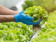 Green Factory zamyka zakład w Legnicy. 200 osób straci pracę