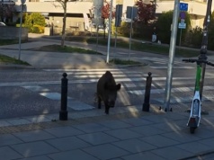 Wilanów: locha przeszła z małymi przepisowo po pasach. "Urocze to jest." W Internecie pojawiło się nagranie