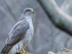Tajemnicza strażniczka krąży nad parkiem. Mieszkańcy przecierają oczy