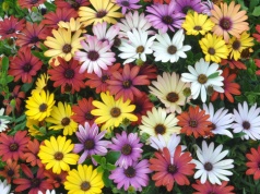 Słońce to jej żywioł, więc kocha polskie lato. Osteospermum zmienia balkon w kwietną oazę