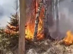 Pożar poligonu w Nowej Dębie. "Spłonęło ok. 50 hektarów"